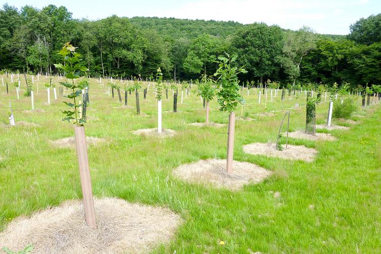 Sur pâture, la végétation est maintenue, seule une surface localisée autour du plant est désherbée.