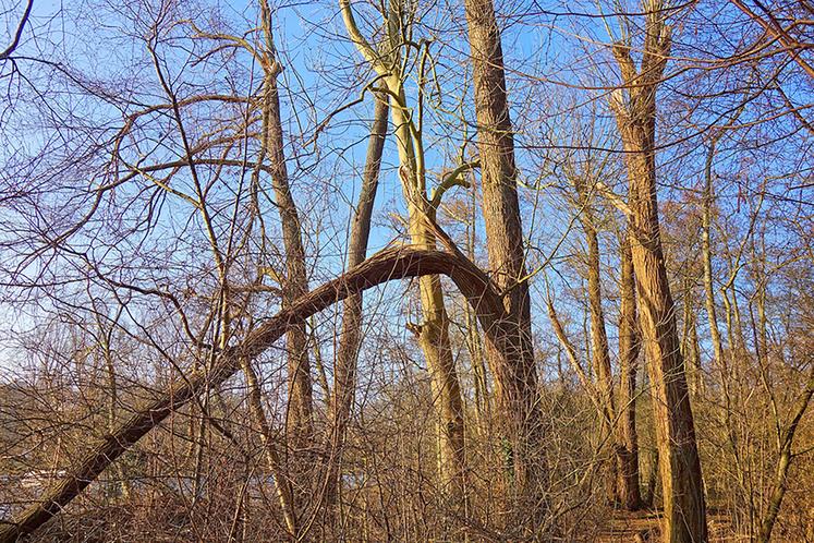 Nombre de propriétaires forestiers méconnaissent leur responsabilité en cas de chute d’arbres causant des dégâts et peuvent se trouver démunis lorsque survient un sinistre.