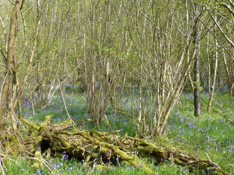 Dans ces situations, ici un taillis de noisetier, la richesse en arbres a peu d’incidence  sur le prix.  