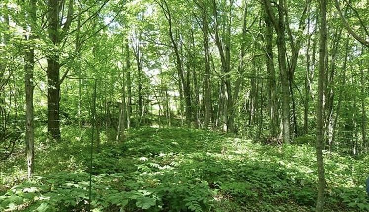 Les travaux forestiers permettent de bénéficier d’un crédit d’impôt de 18 %, voire 25 % dans certains cas et dans une limite de 12 500 E pour un couple,  par exemple.© D. R.