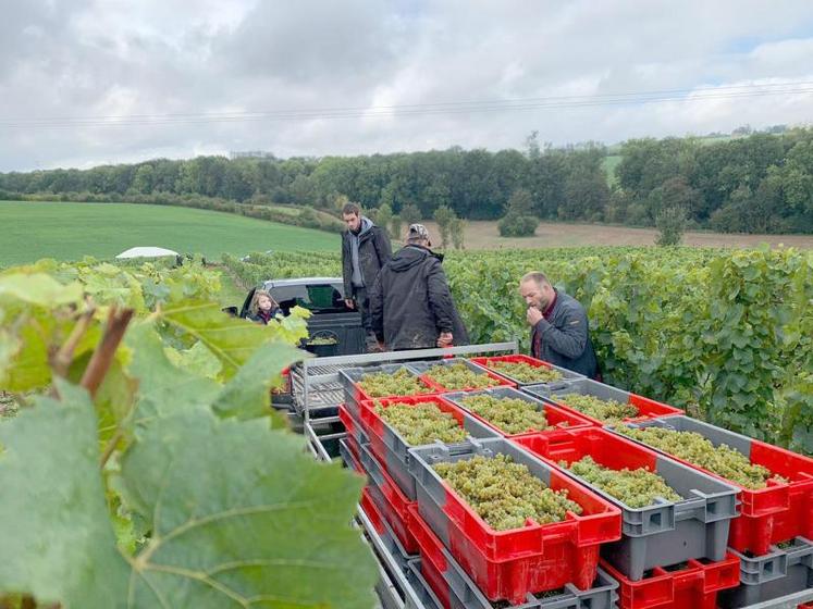 L’enjeu était énorme à la Cour de Bérénice, en fin de semaine dernière : récolter le fruit de plusieurs années de travail, de la plantation à la première vendange.