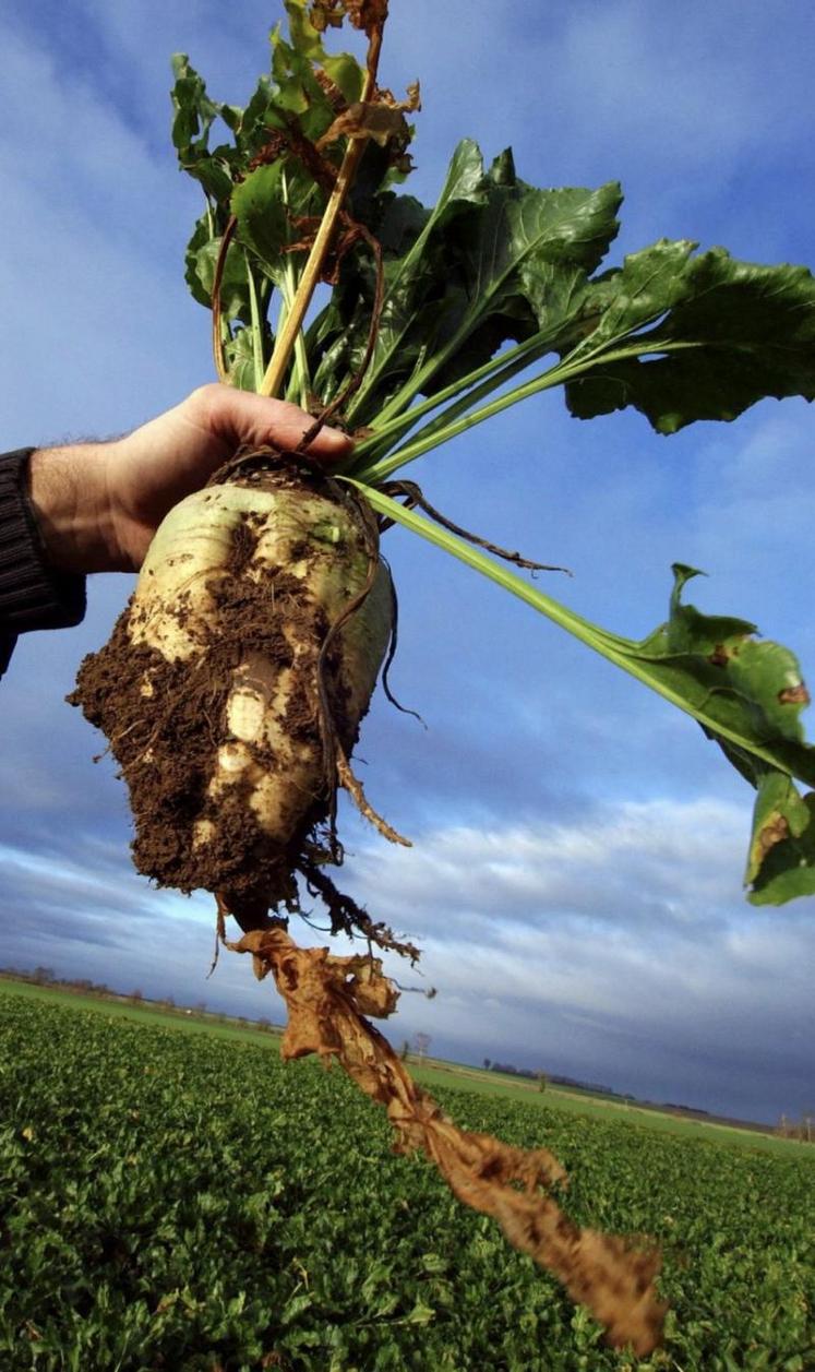 L'espoir renait chez les producteurs de betteraves autorisés à nouveau pour trois ans à protéger leurs semis avec des néonicotinoïdes.