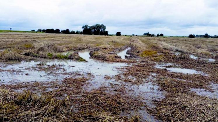 Sur le littoral, les moissonneuses ont beaucoup de mal à entrer dans les parcelles de blé gorgées d'eau.