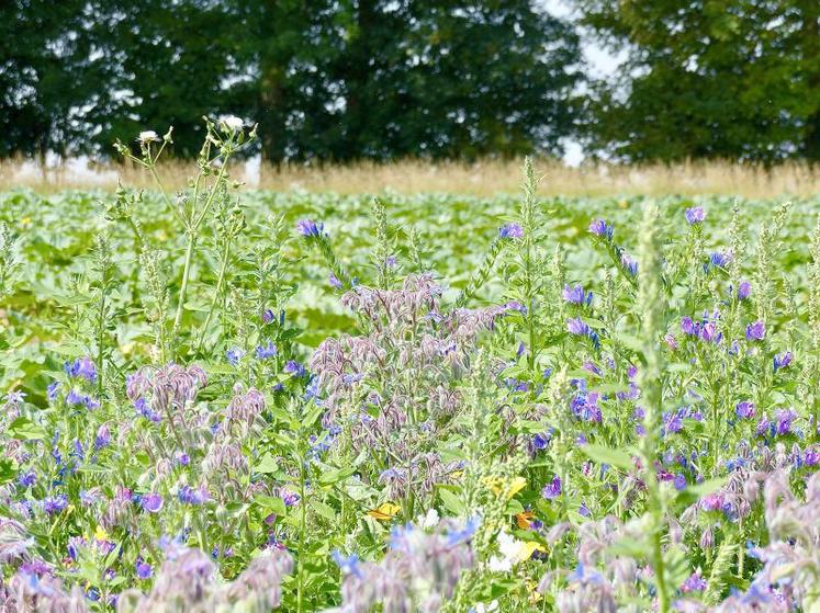 L’agriculture, si elle fait partie du problème, est aussi une formidable source de solutions. Sa transition vers l’agroécologie en est un exemple.