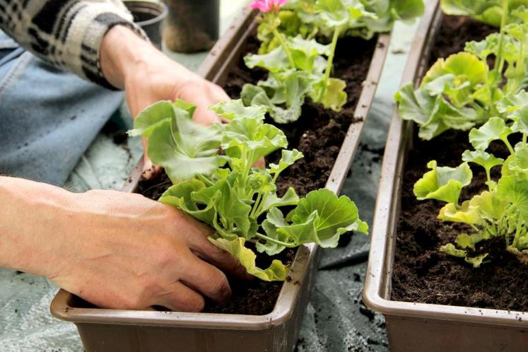 Exemple : l’horticulture fait partie de la catégorie B des secteurs visés. Un horticulteur pourra donc prétendre à une réduction forfaitaire de 2 400 € de ses cotisations et contributions sociales 2020, ou il pourra bénéficier du calcul provisoire des cotisations sur une assiette forfaitaire de nouvel installé. À lui de calculer le plus avantageux.