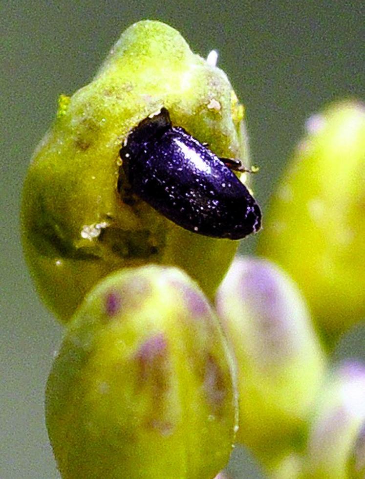 Les méligèthes sont facilement repérés et identifiés sur le haut des plantes.