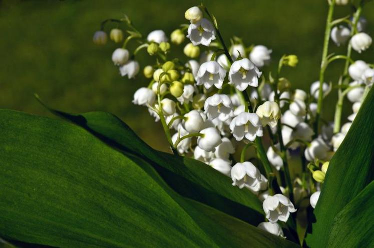 «On peut dédier ce muguet aux soignants et aux personnes dans les Ehpad», incite Didier Guillaume.