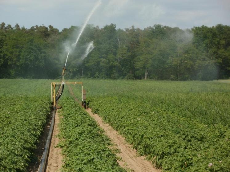 En Picardie, les surfaces de pommes de terre de conservation sont passées de 29 700 ha en 2016 à  31 310 ha cette année.
