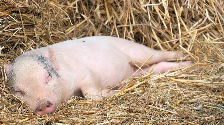 Pour la commercialisation de ses porcs, la Cobevial développe des filières, comme celle du Porc d’antant, qui implique des animaux élevés sur paille.