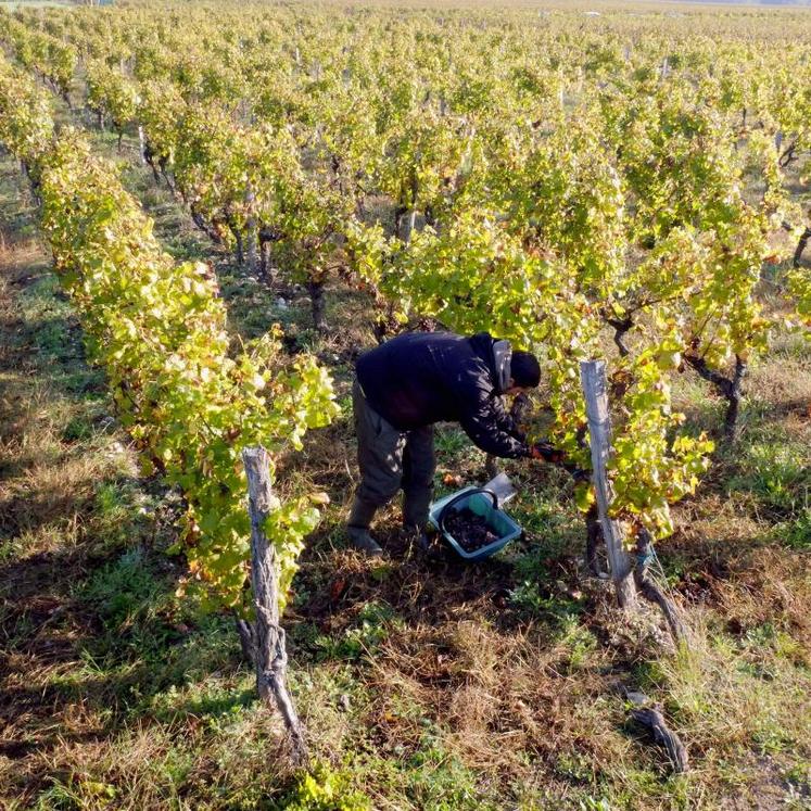 Les vendanges commencent traditionnellement dans les Hauts-de-France entre la fin du mois d’août et le début du mois de septembre.