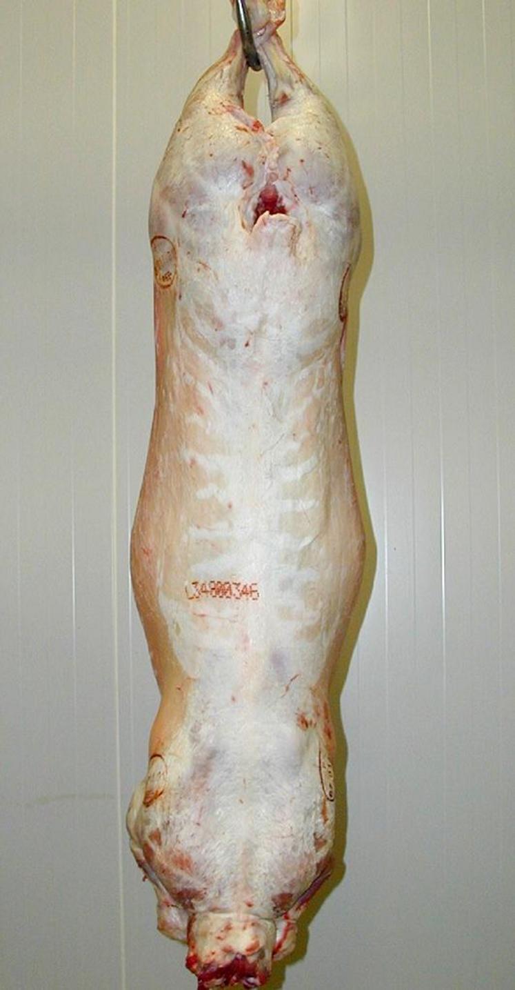 Une carcasse avec un gras ne présentant pas de défaut de couleur du gras.