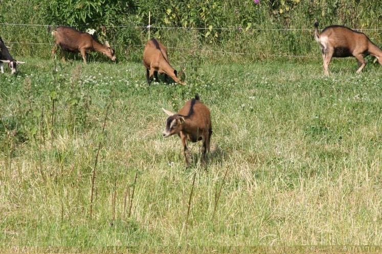 Un éleveur peut confier temporairement la garde de ses animaux à un tiers, à charge pour ce dernier de les nourrir et de les soigner, moyennant un prix.