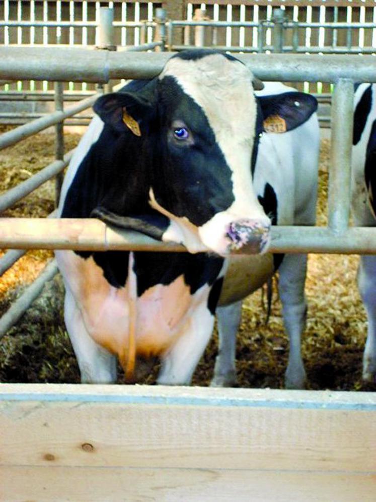 Le marché est demandeur de taurillons holstein.