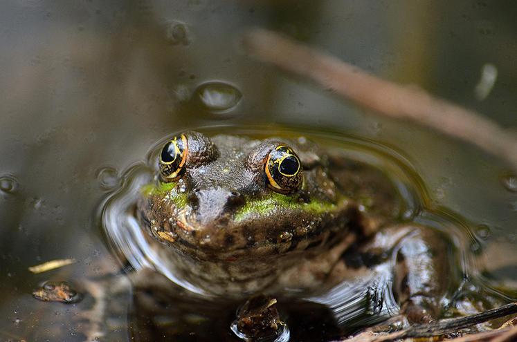 Les grenouilles rousses et vertes se reproduisent au marais de Long. Tanguy espère attirer d’autres amphibiens. 