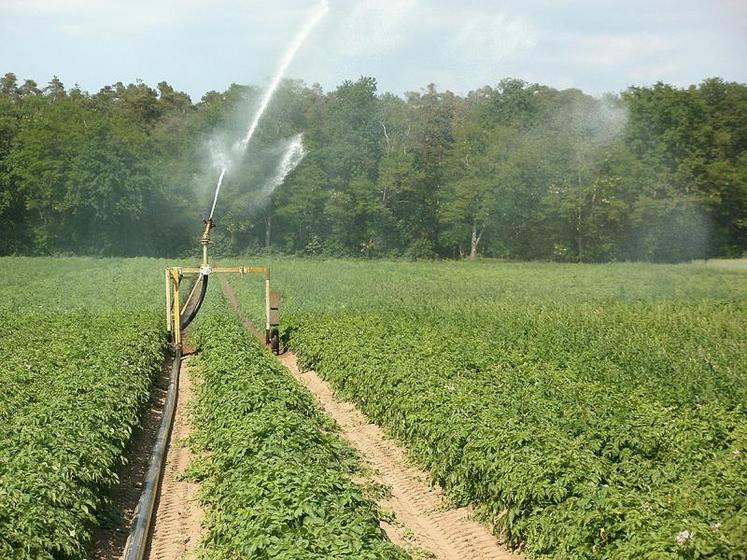 En pommes de terre, l’écart de rendement entre les parcelles irriguées et celles conduites en sec est estimé à 14,5 t/ha. 