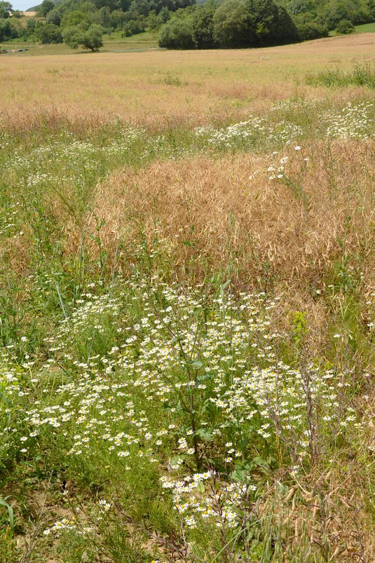 Désherbage en prélevée, en post-levée, accompagné ou non d’un passage de herse étrille ou de houe rotative… Il faut adapter la bonne technique à sa parcelle. 