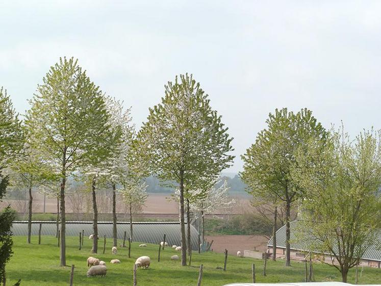 Faire pâturer les plantations pour limiter l’entretien mécanique.  