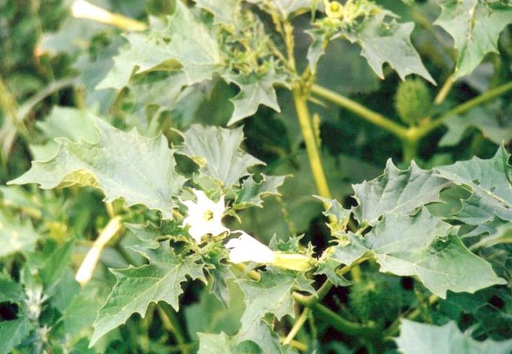 La prophylaxie est «essentielle» à la lutte contre le datura.