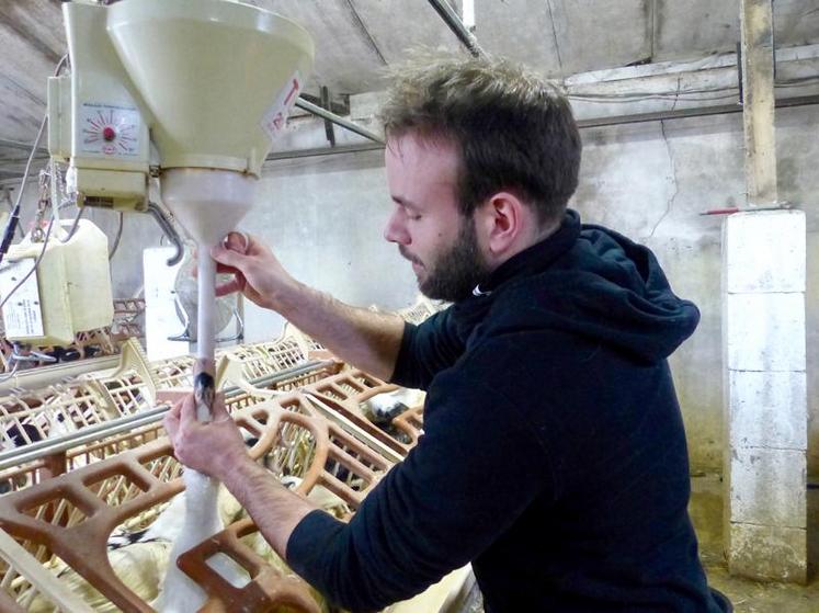 Simon procède au gavage au maïs grain. Douze jours sont nécessaires avant l’abattage.