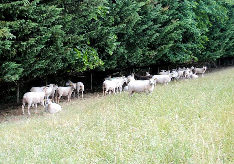 Les brebis vides se satisfont d’herbe de qualité médiocre.