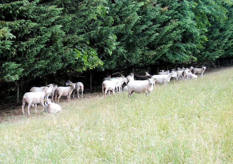 Les brebis vides se satisfont d’herbe de qualité médiocre.