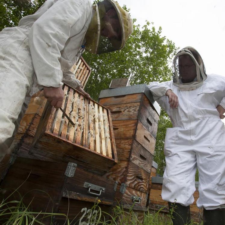 L’apiculture est une pratique assez récente dans la région. Les apiculteurs du Nord de la France savent pourtant se démarquer avec leur excellent Miel de tilleul de Picardie.