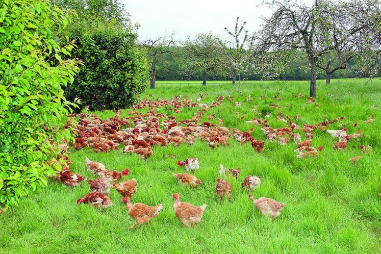 Dans les zones à risque élevé, les volailles ne peuvent plus sortir des bâtiments à moins que des filets ne soient installés, permettant d’éviter un éventuel contact avec des oiseaux sauvages.