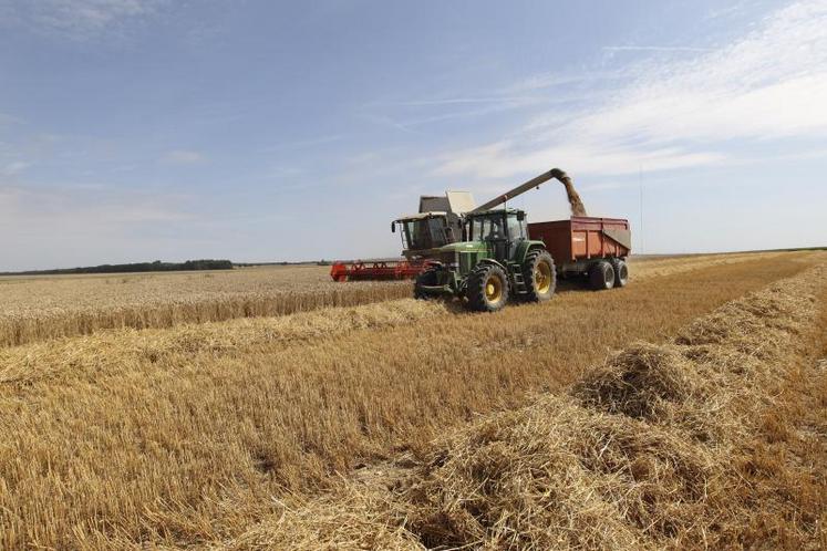 Les variétés précoces de blé ne devraient pas décevoir.