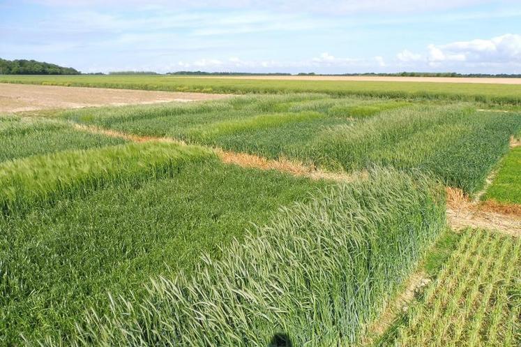 Le rendement est le critère sur lequel il faut se focaliser, car il détermine la production de méthane.