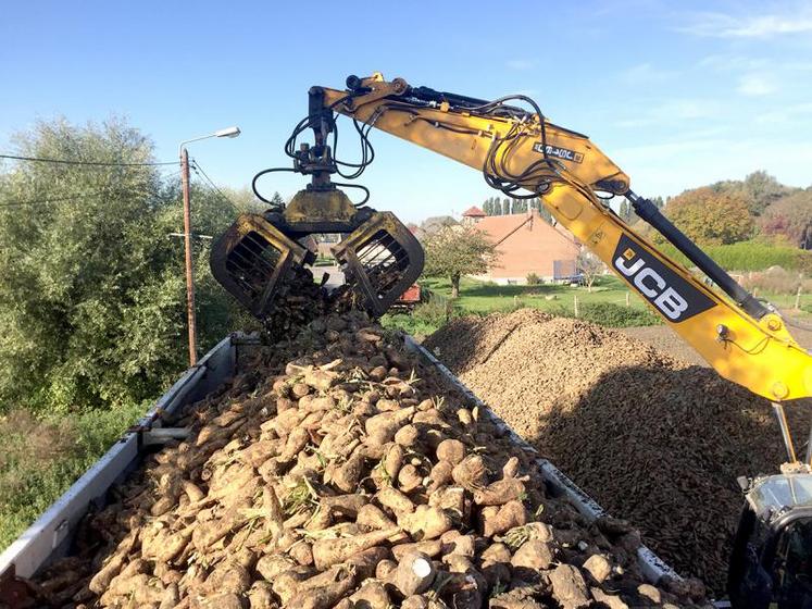 En fonction des territoires, les rendements régionaux varient entre 20 à 57 tonnes par hectare.