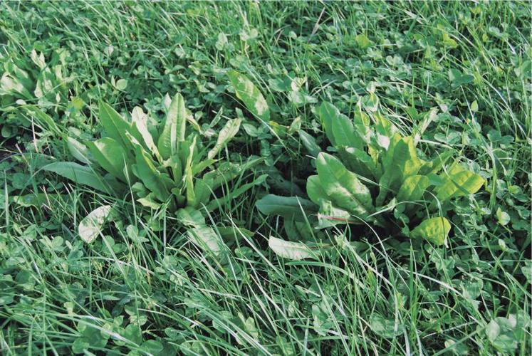 Les études menées à Lusignan depuis une dizaine d’années ont montré l’intérêt de diversifier les fourrages pour sécuriser le système fourrager des exploitations laitières.