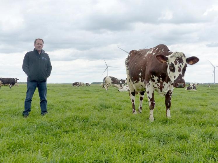 Stéphane Leullier, passionné de Normandes, peut ainsi mieux valoriser leur viande. Le contrat avec Lidl assure 
une rémunération de 3,63 €/kg, contre 3,30 €/kg environ habituellement.