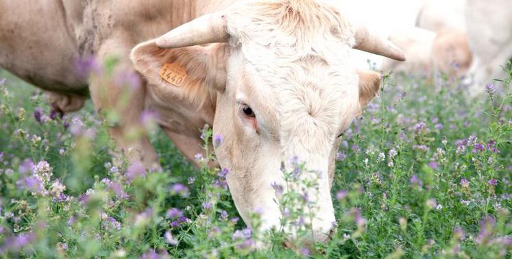 Pour se rapprocher de l’autonomie alimentaire, il faut que les plantes aient un rapport équilibré entre l’énergie 
et les protéines.