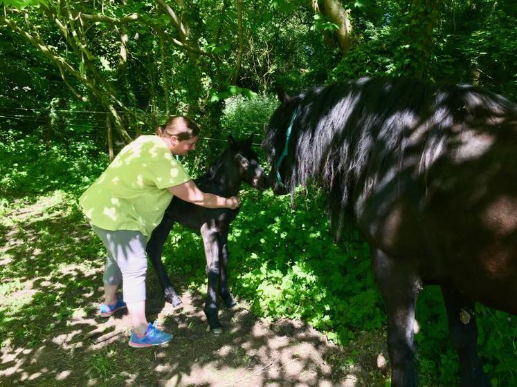 Chaque année, environ deux naissances ont lieu à Gorges. Tous les poulains portent le préfixe «de Tjos», en mémoire de Tjostar, premier cheval de Virginie.