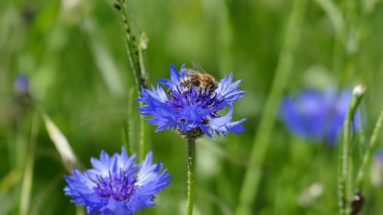 Les bordures de champs sont considérées comme l’une des meilleures options de Maec pour augmenter la biodiversité.