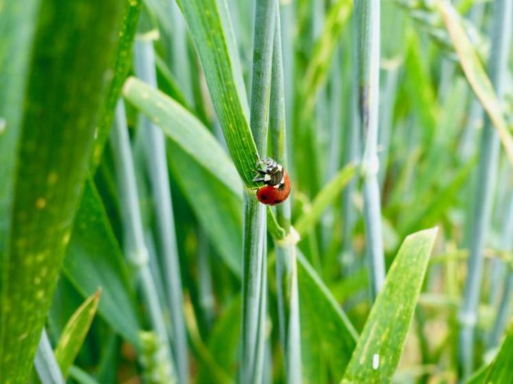 Le déclin des insectes est une menace sérieuse et urgente.