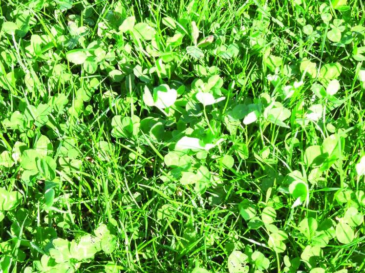 Le mélange graminée trèfle permet en première année de se passer 
de fertilisation mais aussi en raison de la minéralisation de la matière organique du précédent couvert végétal.