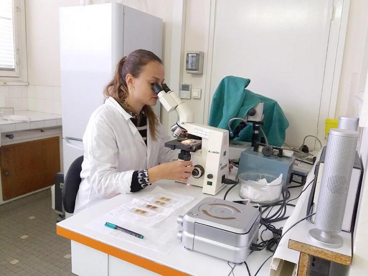 Plusieurs centaines d’analyses coproscopiques ont été réalisées pour cette étude. 