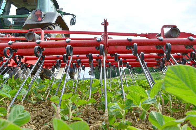 La herse étrille semble l’outil le plus approprié pour ce groupe d’agriculteurs : elle travaille à environ 2 cm de profondeur indépendamment des rangs de la culture et permet un désherbage sur toute la surface. 