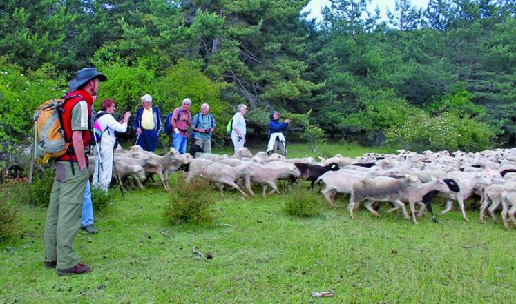 Dans le parc naturel régional des Baronnies, une dizaine d’éleveurs ont engagé une réflexion pour créer un groupement d’employeurs en parallèle aux groupements pastoraux.