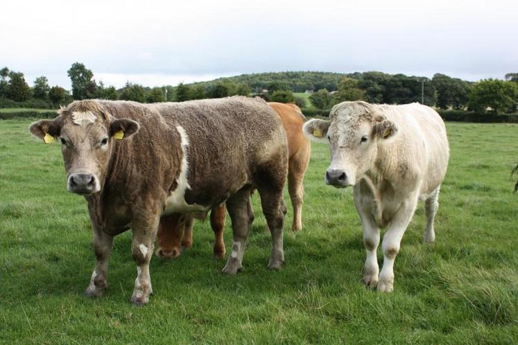 Une large part de la production agricole irlandaise, dominée par l’élevage, est exportée vers le Royaume-Uni.