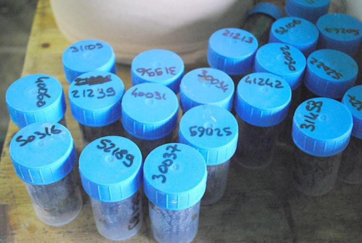 Les crottes de plus de 80 brebis, toujours les mêmes, sont analysées tout au long de l’année..