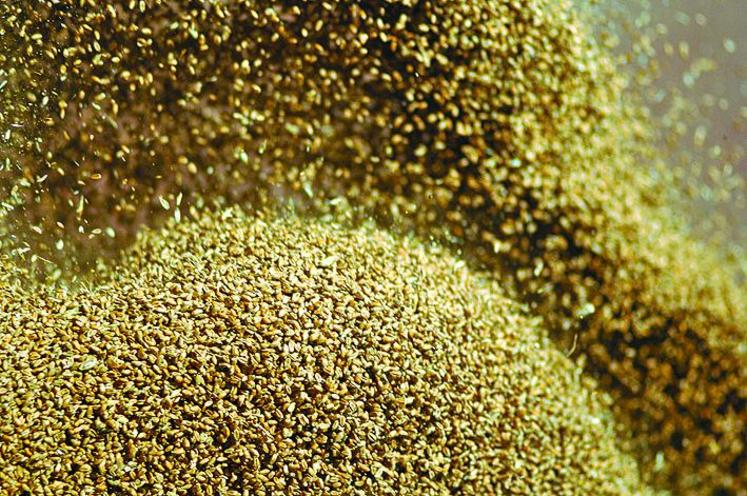 Les poids spécifiques des blés tendres sont à la fois élevés et homogènes, avec une moyenne nationale qui s’établit 
à 79,6 kg/hl, le meilleur résultat enregistré depuis  la récolte de 2016.