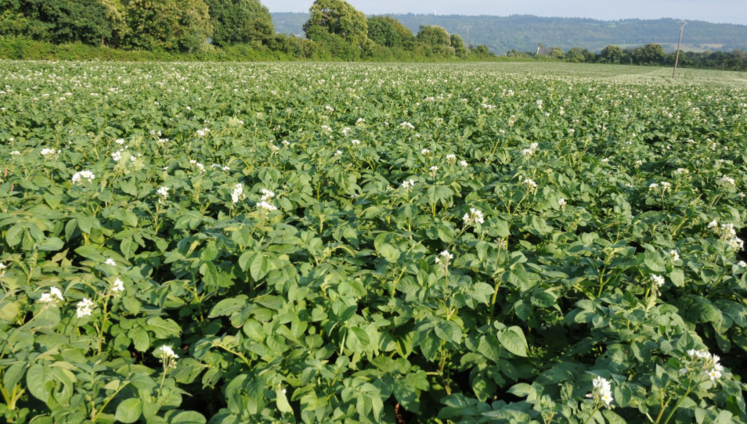 Champ de pommes de terre 