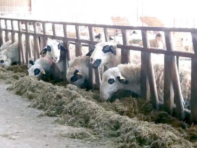 Le soja en graine ne remplace pas un tourteau ou un complémentaire azoté.