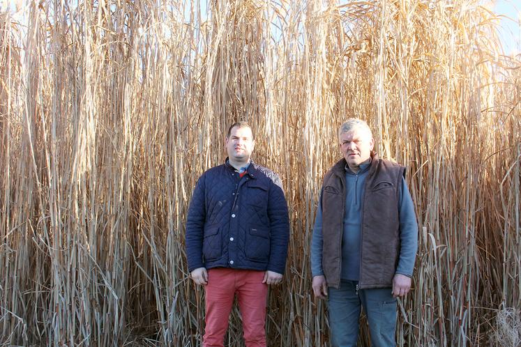 Éric et Charles Van Moorleghem au pied du miscanthus. 