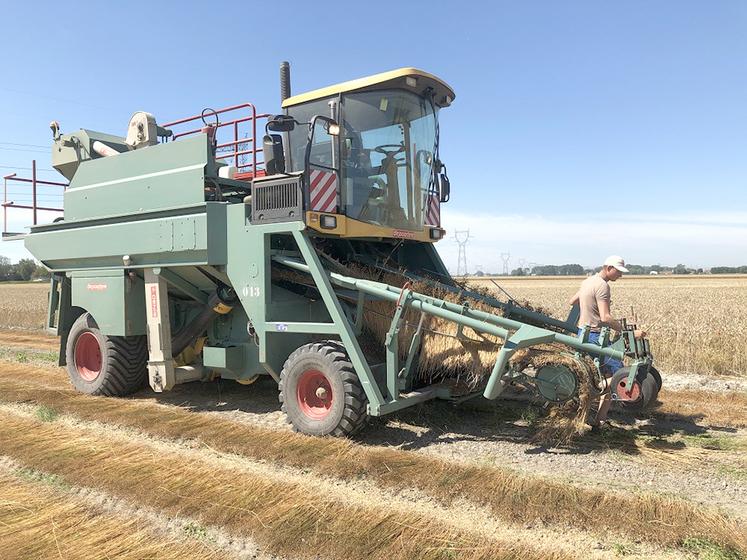 L’écapsuleuse retourne le lin avant de le battre pour récupérer les graines. 