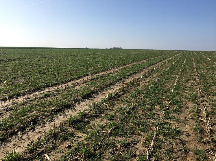 Essai implanté en semis direct à Candas sur les préparations naturelles et produits biocontrôles.