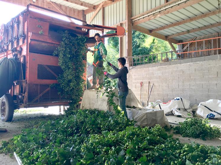 La récolteuse sépare les cônes, qui détiennent la fameuse lupuline, du reste de la plante.