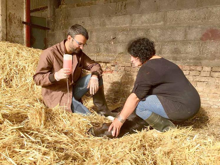 Les vétérinaires d’animaux dits de rente sont à peine plus de trois mille  à exercer dans les campagnes. 